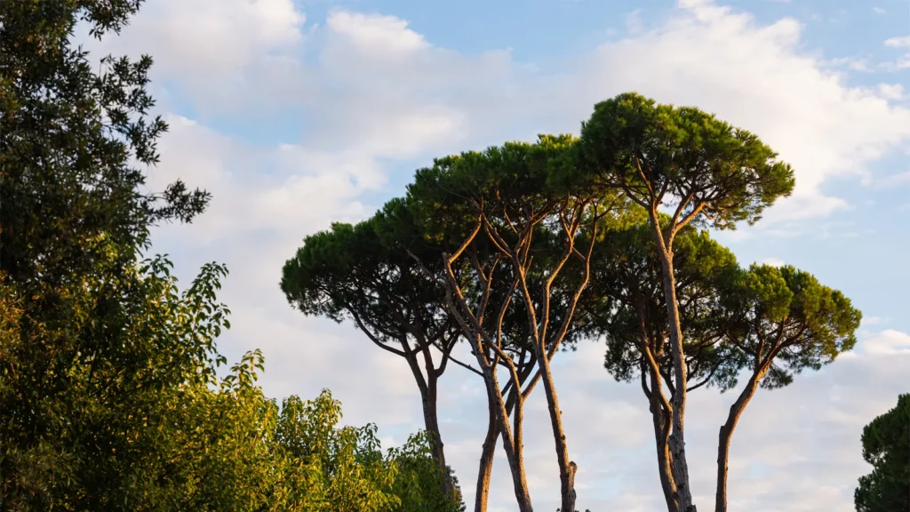 Versilia esclusiva: perché investire in una villa a Roma Imperiale, cuore elegante di Forte dei Marmi 2 Pini marittimi nel quartiere Roma Imperiale di Forte dei Marmi, simbolo del paesaggio naturale e dell’eleganza verde che caratterizza questa zona esclusiva della Versilia.